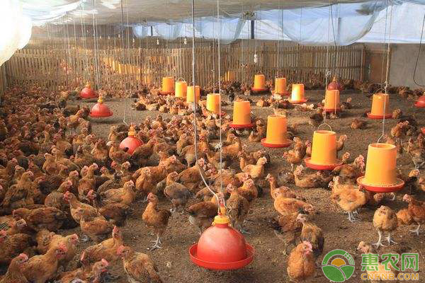 肉禽日评：鸡价继续小涨 苗价出现调整