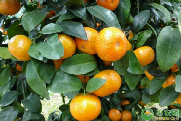 浅析柑橘全年施肥量的计算方法(建议收藏!)