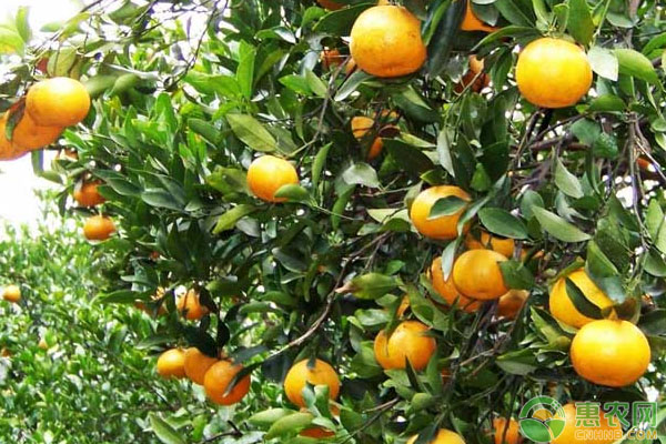 浅析柑橘全年施肥量的计算方法(建议收藏!)