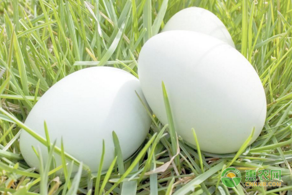 4月19日全国鸡蛋价格行情：短期蛋价或触顶走稳