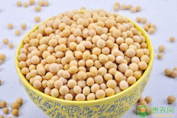今日豆价整体平缓，豆油预计以稳为主，水稻整体稳定