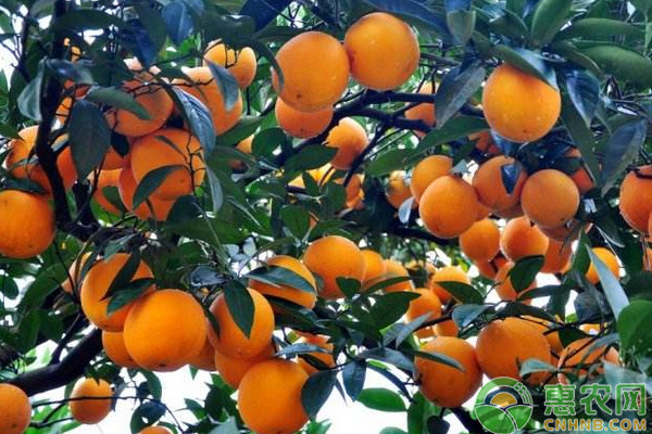 浅谈优质晚熟柑橘的栽培管理技术(上)