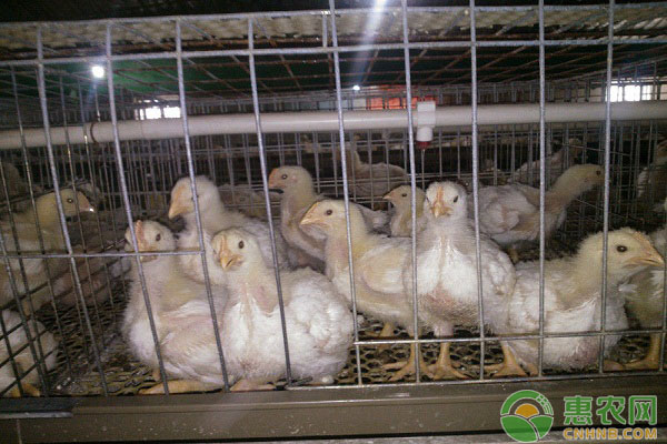 肉禽日评：鸡价继续上涨 苗价依然下行