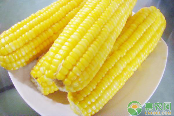 玉米日评：供应施压 玉米持续偏弱运行