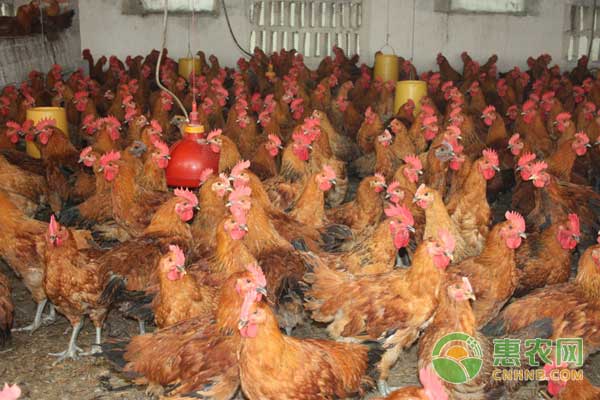 4月23日肉鸡市场：毛鸡价格小幅上涨，肉鸡苗<a href='https://www.cnhnb.com/t/163989.html' class='j-href' target='_blank'><span style='color:#FF8001'>价格行情</span></a>