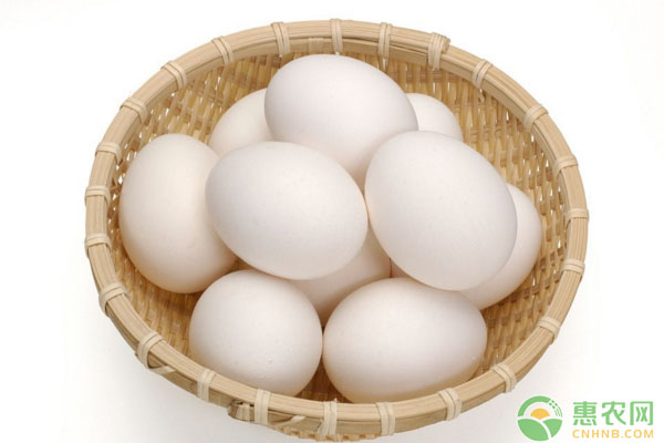 4月25日全国鸡蛋价格行