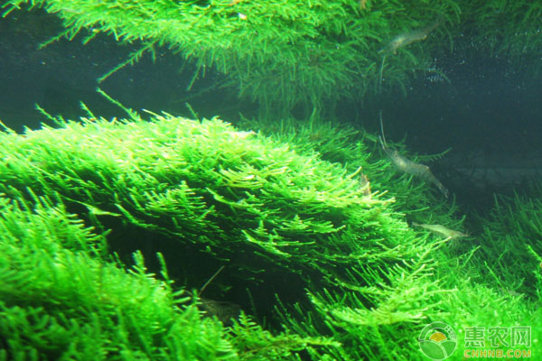 水草对河蟹养殖的作用有哪些水草种植与管理讲解
