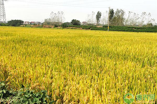 4月26日水稻价格行情：国内稻米市场偏弱运行