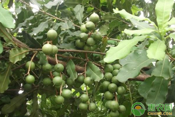 永仁县澳洲坚果高效种植技术及病虫害防治