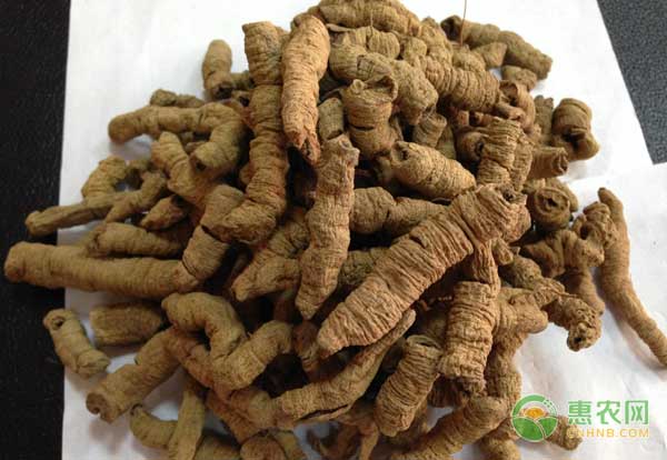巴戟天怎么种药材巴戟天高产种植技术
