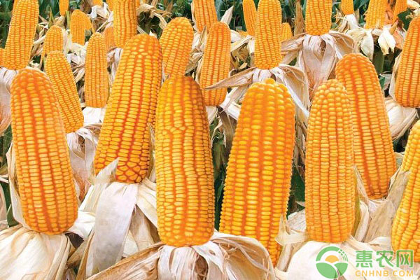 玉米日评：临储继续施压 粮价难改弱势
