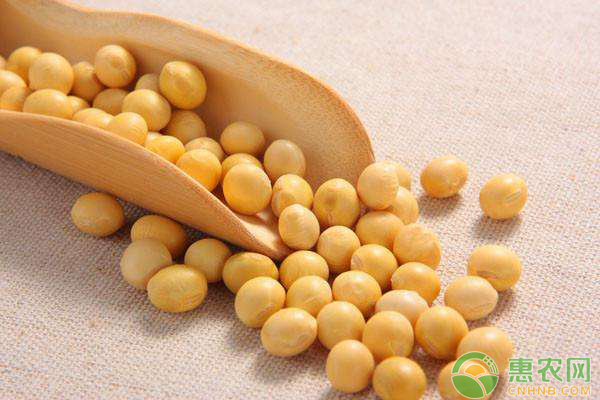 大豆多少钱一斤？4月28日国内大豆最新价格行情