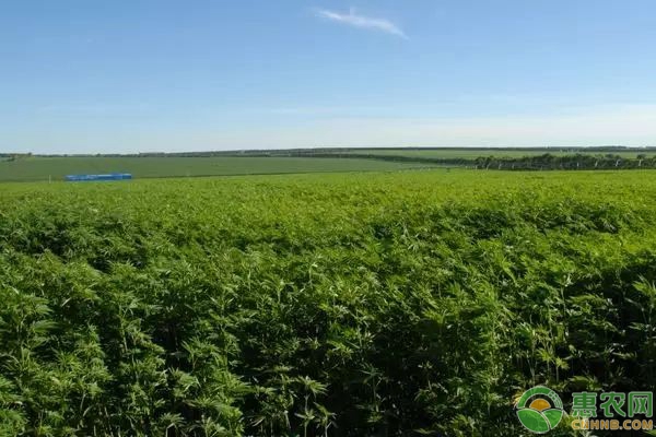 黑龙江汉麻标准化种植栽培技术详解