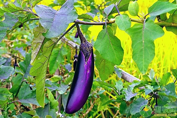 茄子价格