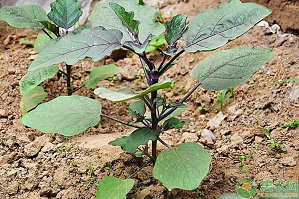 最新茄子价格
