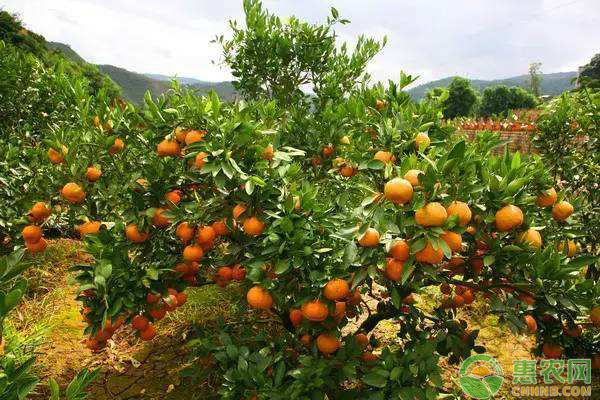 柑橘覆盖防虫网有哪些作用?使用防虫网有哪些