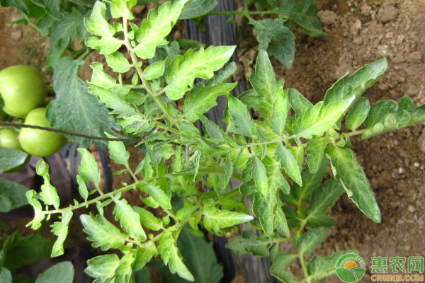 番茄缺素症有那些浅谈番茄缺素症的症状表现与补救方法