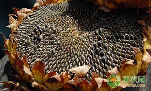 葵花籽多少钱一斤?5月7日葵花价格行情 葵花籽多少钱一斤?5月7日葵花价格行情
