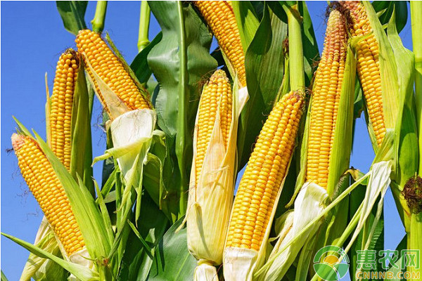 5月8日玉米价格行情：玉米价格持续走低，行情震荡将加剧！