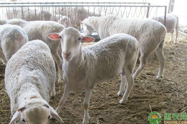 5月8日全国各地区肉羊活羊最新价格行情