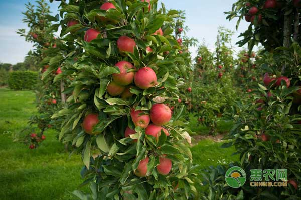 5月9日苹果价格行情：产区苹果消化稳定