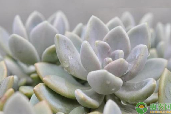 萌宠多肉种植前景分析