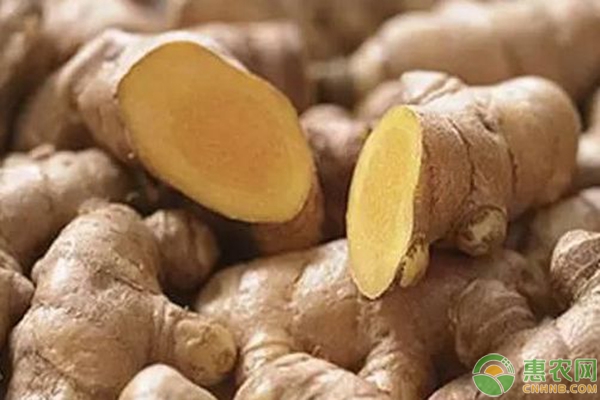 生姜价格行情 生姜价格行情