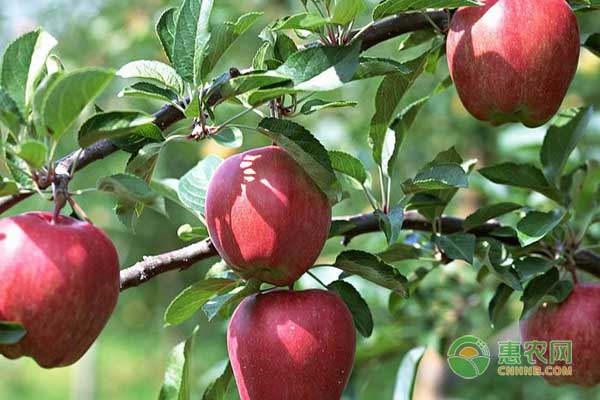 5月11日苹果价格行情：产地苹果交易稳定