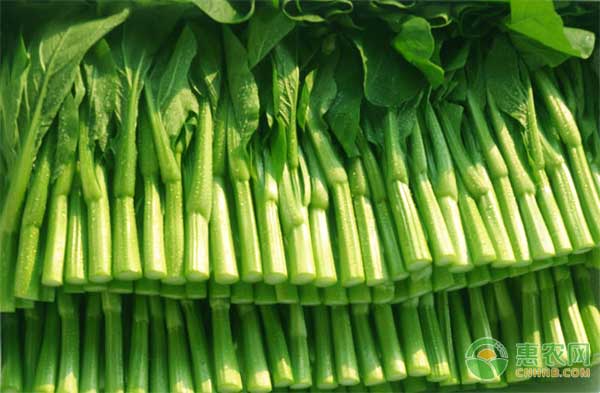 哪些蔬菜适合在阳台上种？阳台蔬菜种植品种大盘点