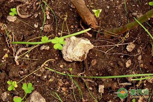 土壤贫瘠怎么办?怎么改善土壤?土壤有机质补