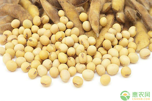 今日大豆价格多少钱一斤？5月15日国内大豆价格行情预测