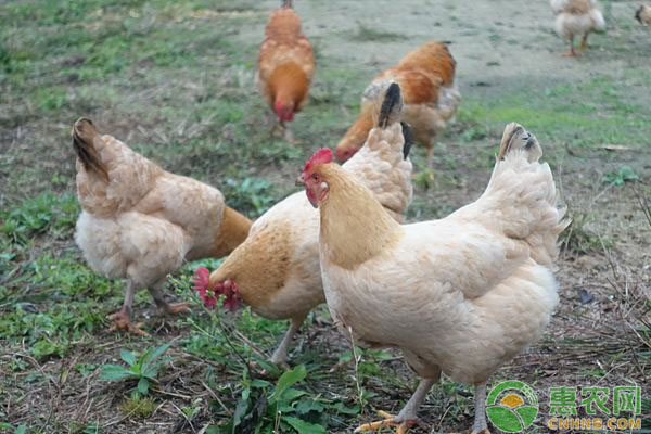 肉禽日评：鸡价震荡小涨 苗价继续小落