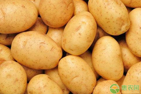 5月15日土豆主产区最新收购价格行情