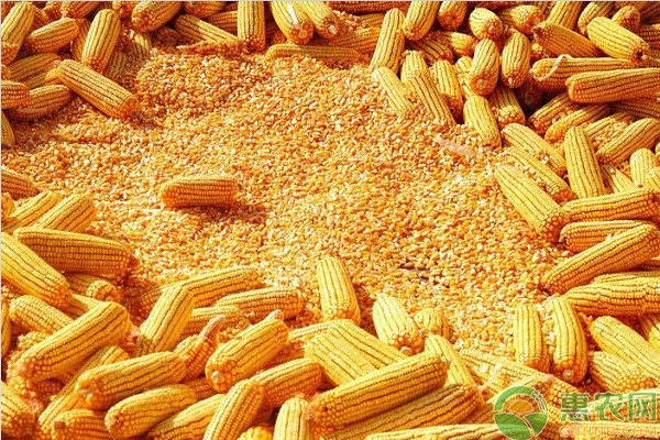 2018年5月16日国内玉米主产区市场收购价格