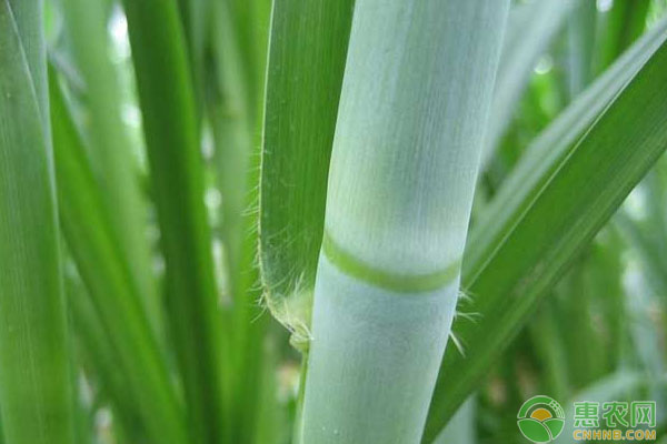 农村种植什么销路好？2018农村种销路好品种大盘点