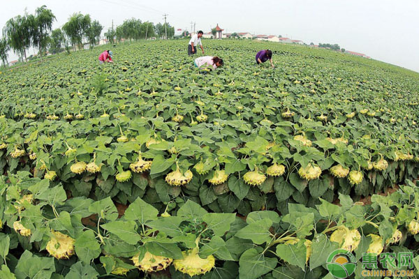 农村种植什么销路好？2018农村种销路好品种大盘点