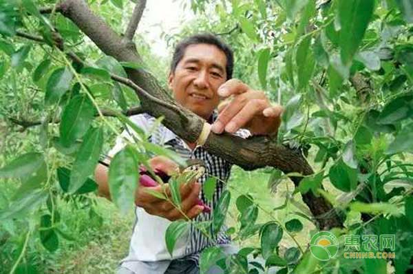 怎么提高枣树坐果率枣树环剥技术帮你忙