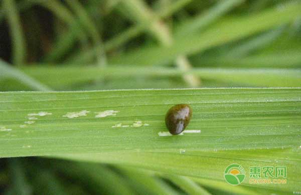 水稻负泥虫怎么防治水稻负泥虫综合防治方法