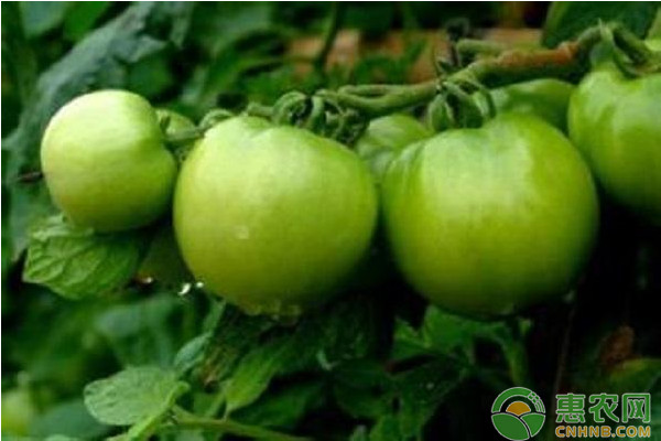 今日西红柿多少钱一斤？5月16日全国西红柿价格最新行情
