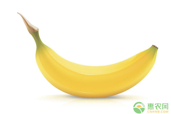 今日香蕉多少钱一斤？5月16日香蕉主产区价格行情