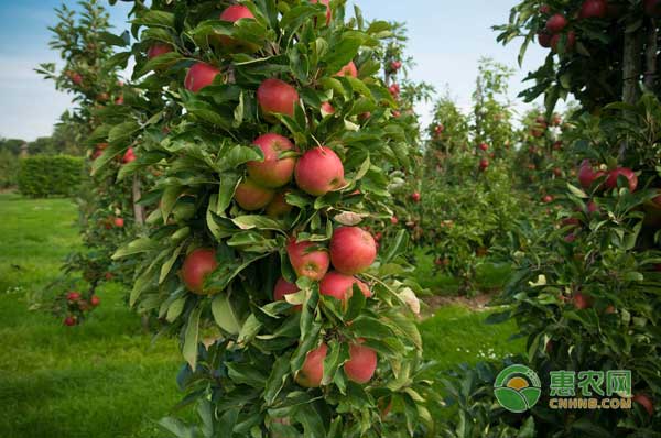 5月17苹果价格行情：应季水果上市，影响苹果市场销量