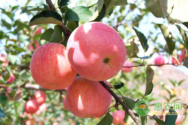 5月17苹果价格行情：应季水果上市，影响苹果市场销量
