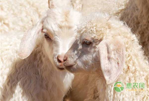 5月17日羊毛羊绒价格：价格连续大幅上涨