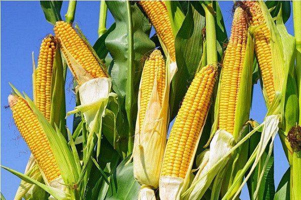 今日玉米价格多少钱一斤?5月19日全国玉米价