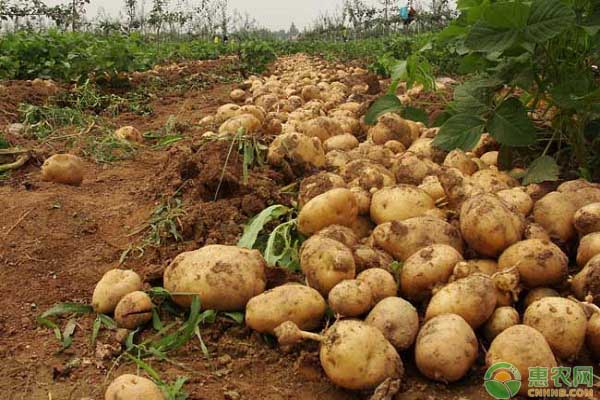今日土豆多少钱一斤？5月19日全国土豆价格行情分析