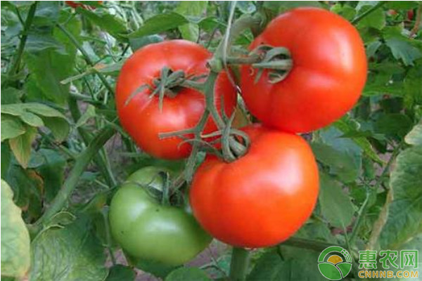 今日西红柿价格多少钱一斤？5月19日各地西红柿批发价格汇总