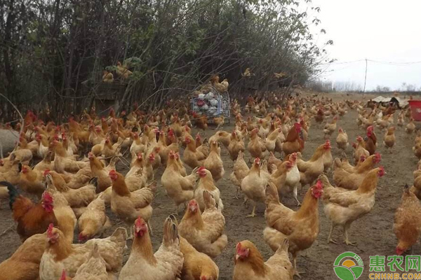 2018年5月19日全国淘汰鸡价格行情