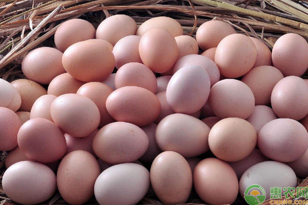 5月19日全国各地鸡蛋价格行情