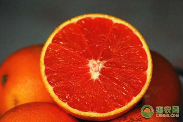 塔罗科血橙怎么种?资中县塔罗科血橙的丰产优