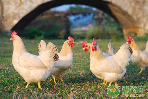 5月21日肉鸡、鸡苗价格行情：肉鸡价格上涨，鸡苗价格小幅调整